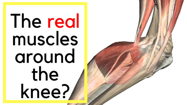 real muscles around the knee - AW BOON WEI